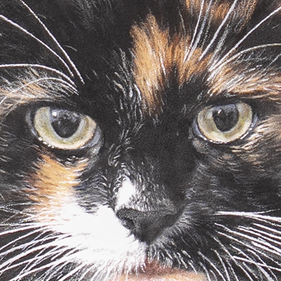 Detail: eyes and whiskers of Belle the cat, coloured pencil