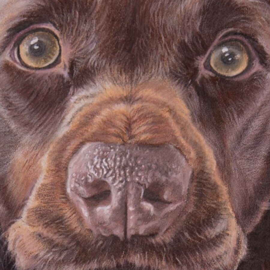 Detail: the eyes and nose of Tilly, coloured pencil