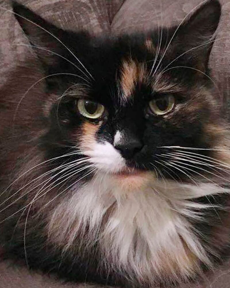 The reference photograph of Belle, a long-haired tortoiseshell cat, on a sofa
