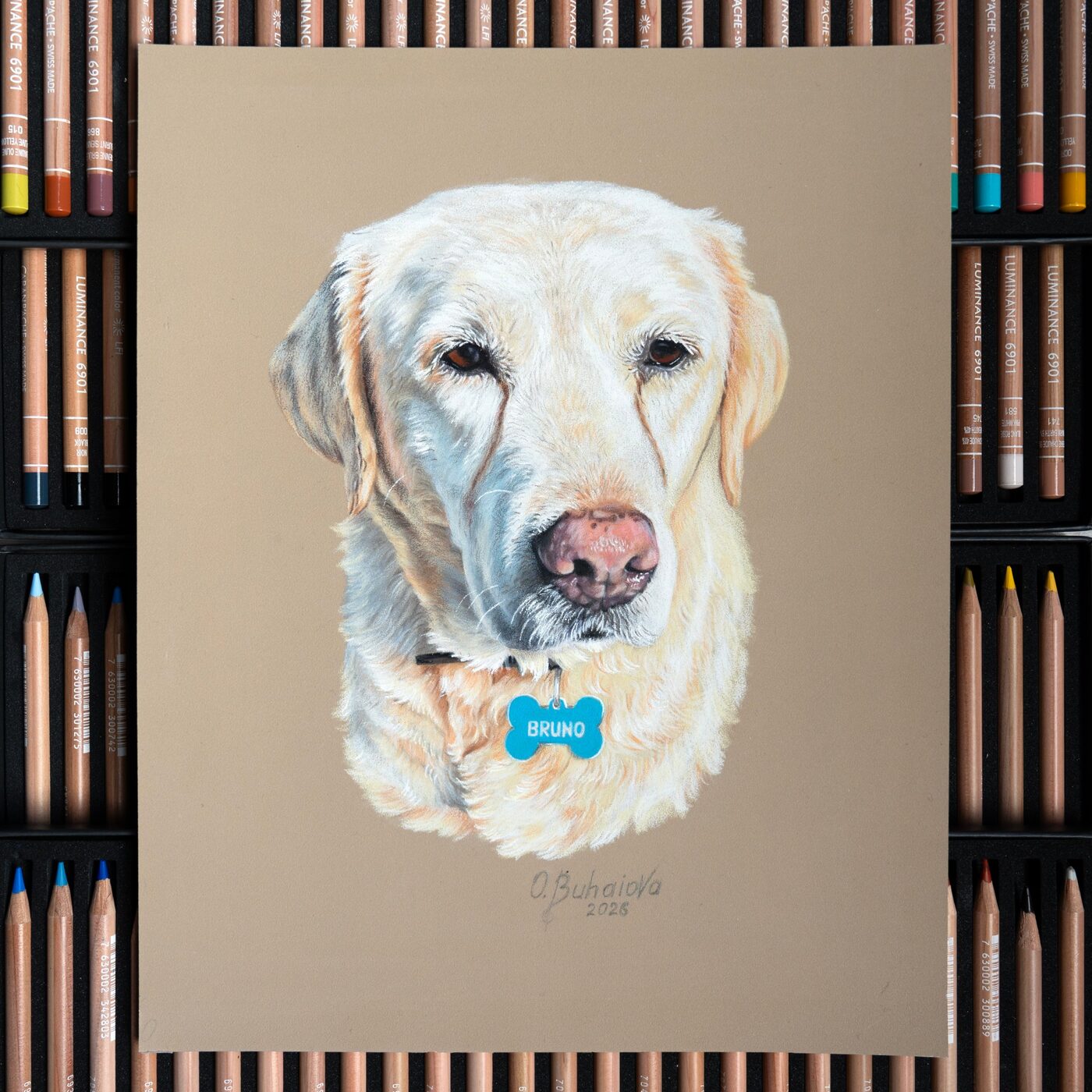 Coloured pencil portrait of Bruno, a pale Labrador, on toned paper