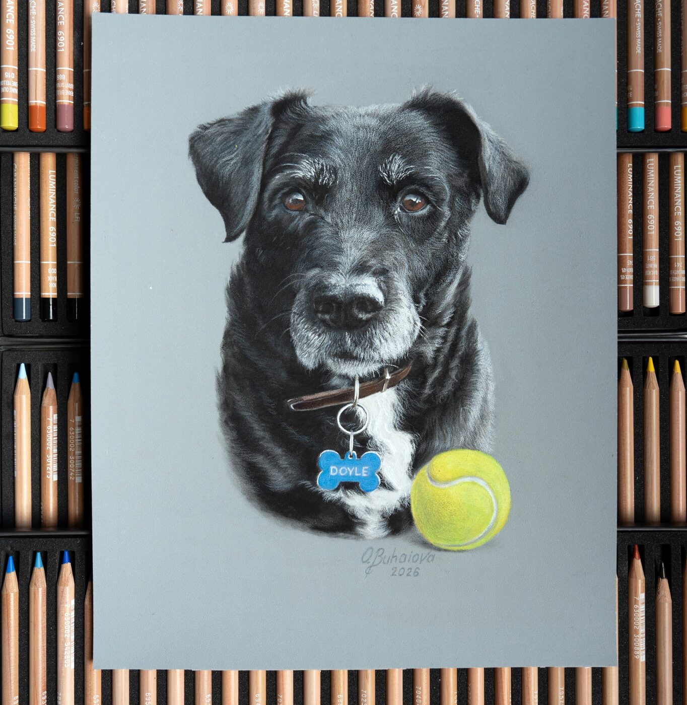 Coloured pencil portrait of Rolo with a tennis ball, on grey paper among coloured pencils