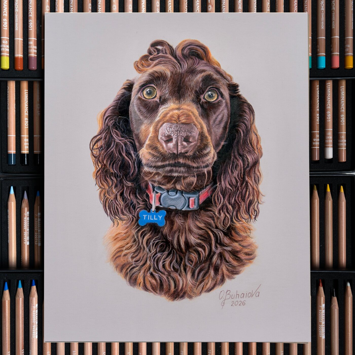 Coloured pencil portrait of Tilly, a chocolate Cocker Spaniel, on the studio table among coloured pencils
