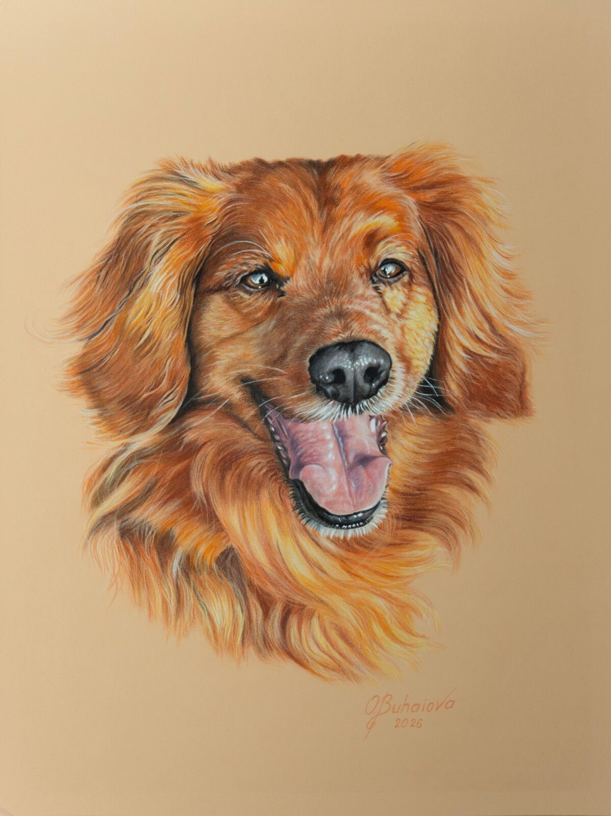 Coloured pencil portrait of Ziggy, a red long-haired dog, on warm toned paper